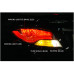 AUTOLUMP F-STYLE LED TAILLAMP SET HYUNDAI ACCENT 2011-13